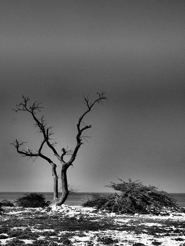 Lonely Tree _ Photo by Arash Raissian