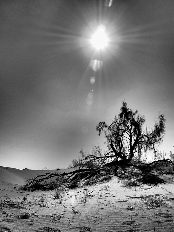 Lonely Tree _ Photo by Arash Raissian