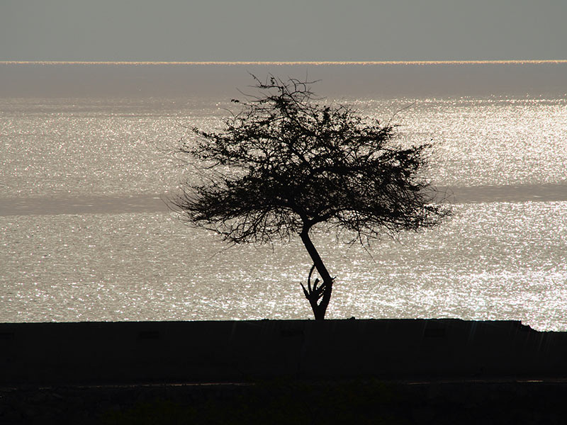 درخت تنها - عکس از آرش رئیسیان